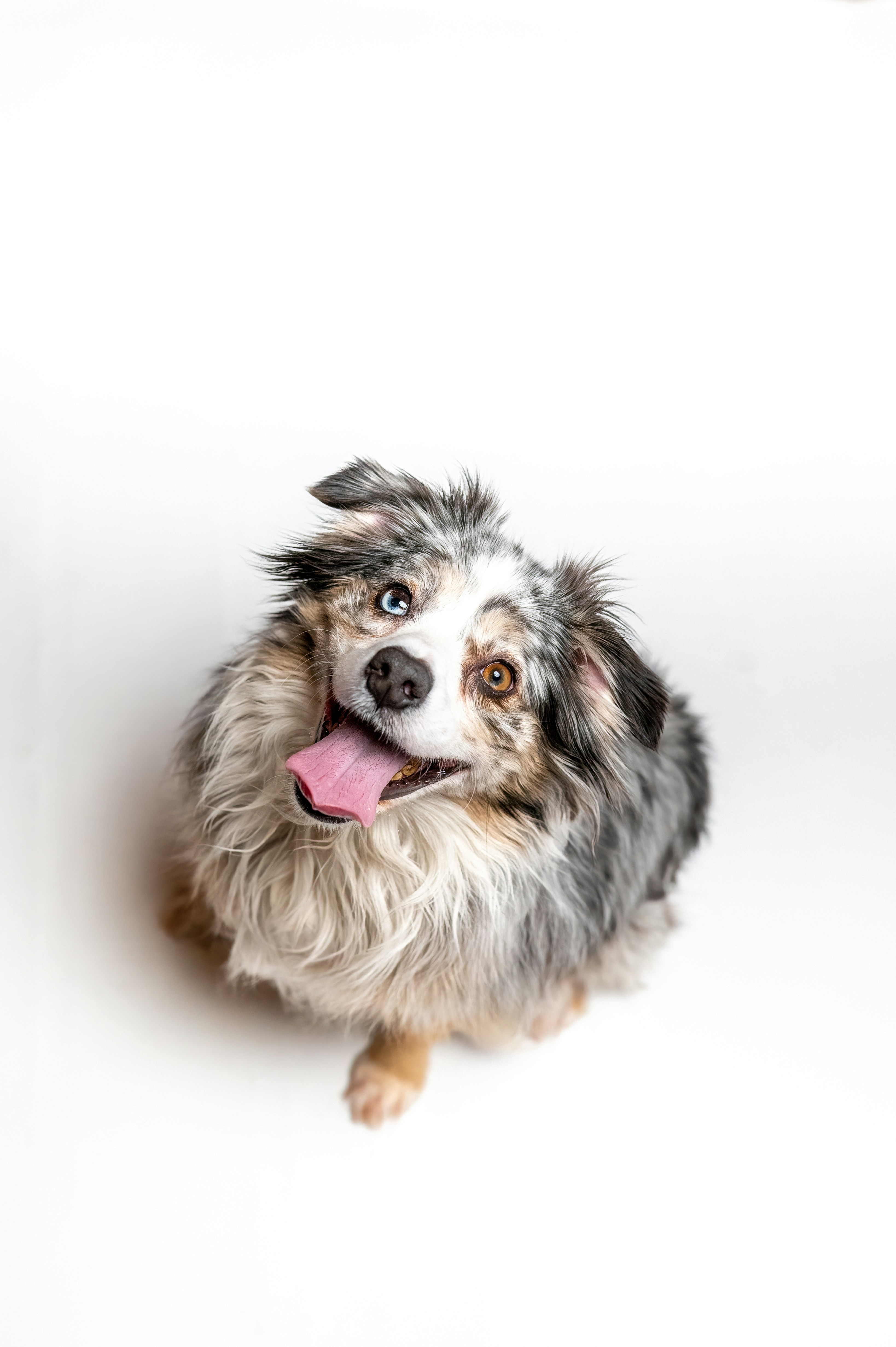 Adopt a dog at ELEVATE