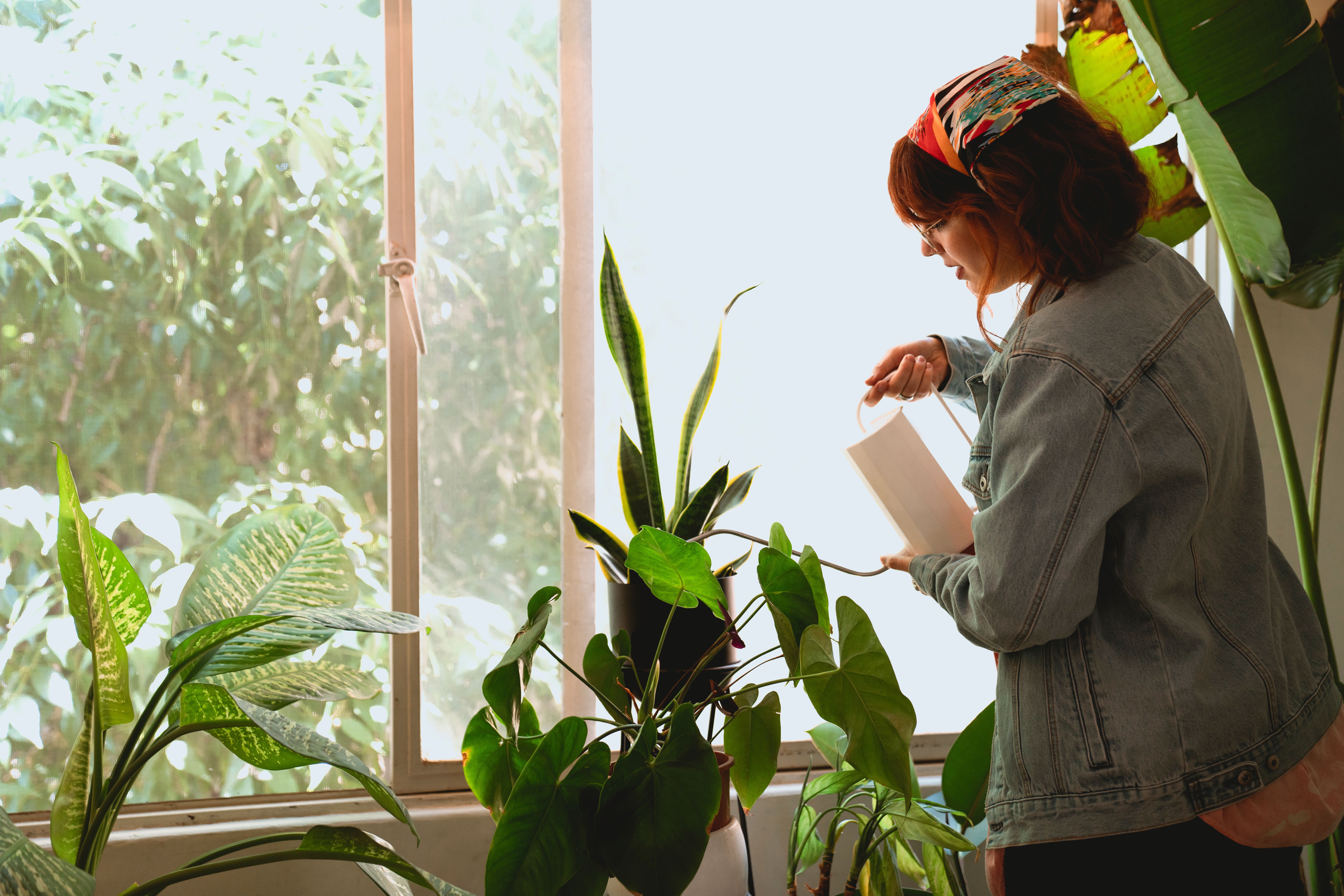 A young woman wearing a denim jacket watering a large, leafy green plant using a small white watering canister.