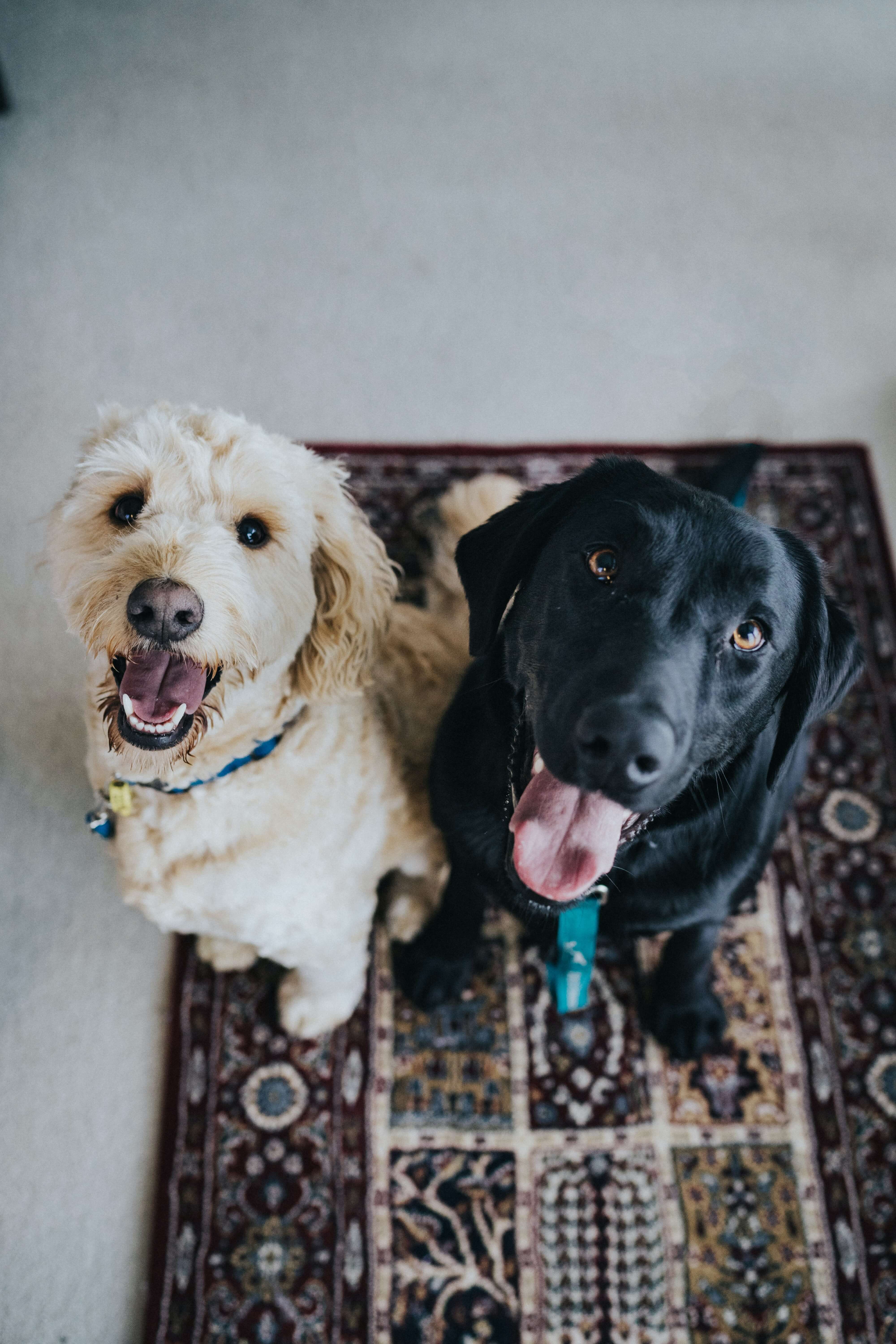 dogs smiling at camera