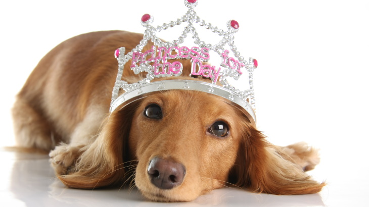 dog wearing princess crown
