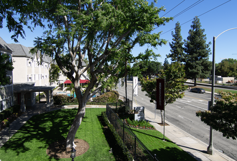 A tree in a grassy area with a building in the background.