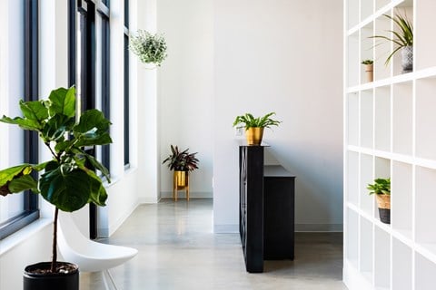 Check-in desk at The Mill gym with many potted plants and a wall of cubbies