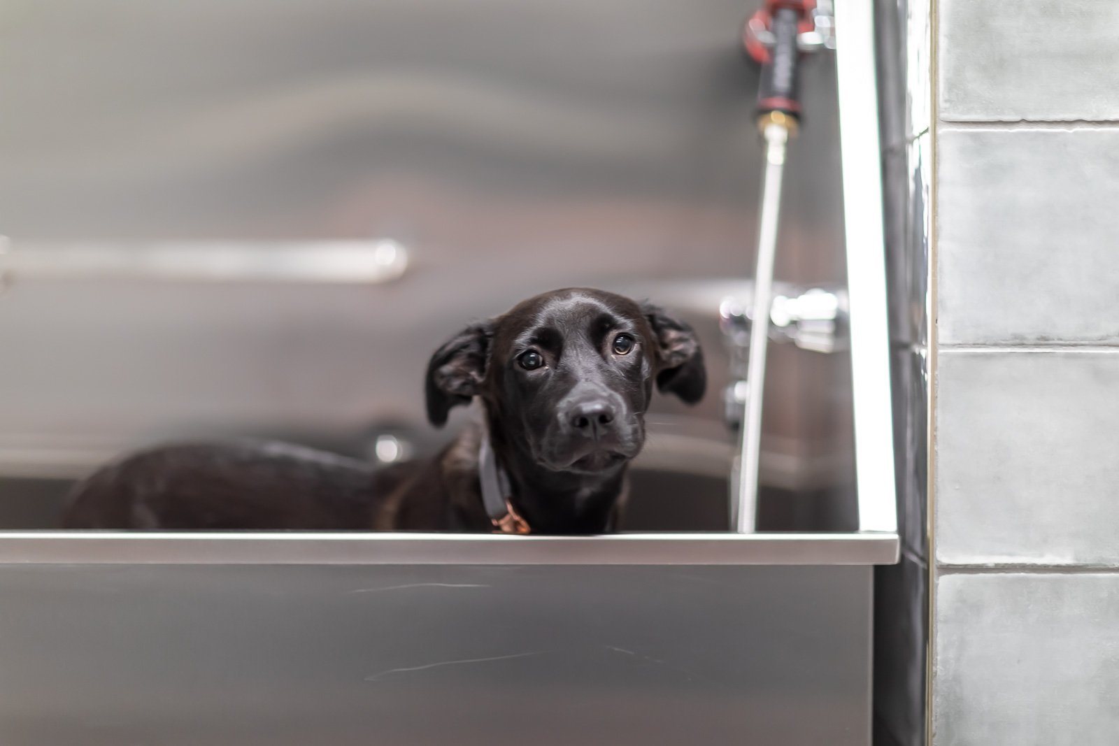 Dog at pet wash station