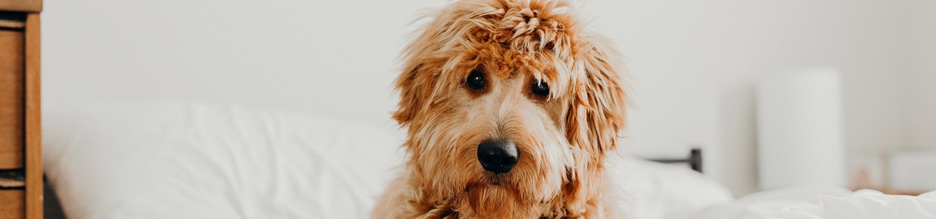 a dog with dreadlocks sitting on a bed