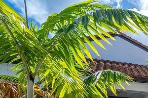 Outdoor sitting area with couches surrounded by palm trees