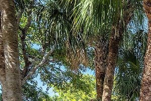 Exterior view of leasing office behind palm trees