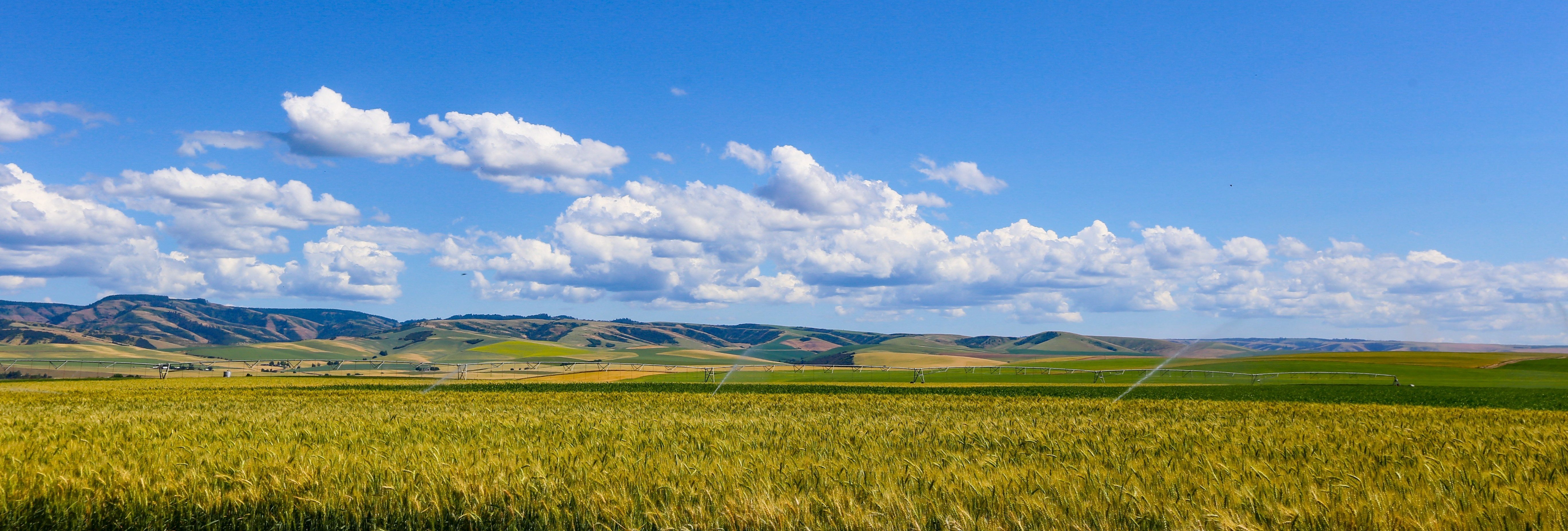 a field of wheat with mountains in the distance and a blue sky with clouds at Brix, Washington
