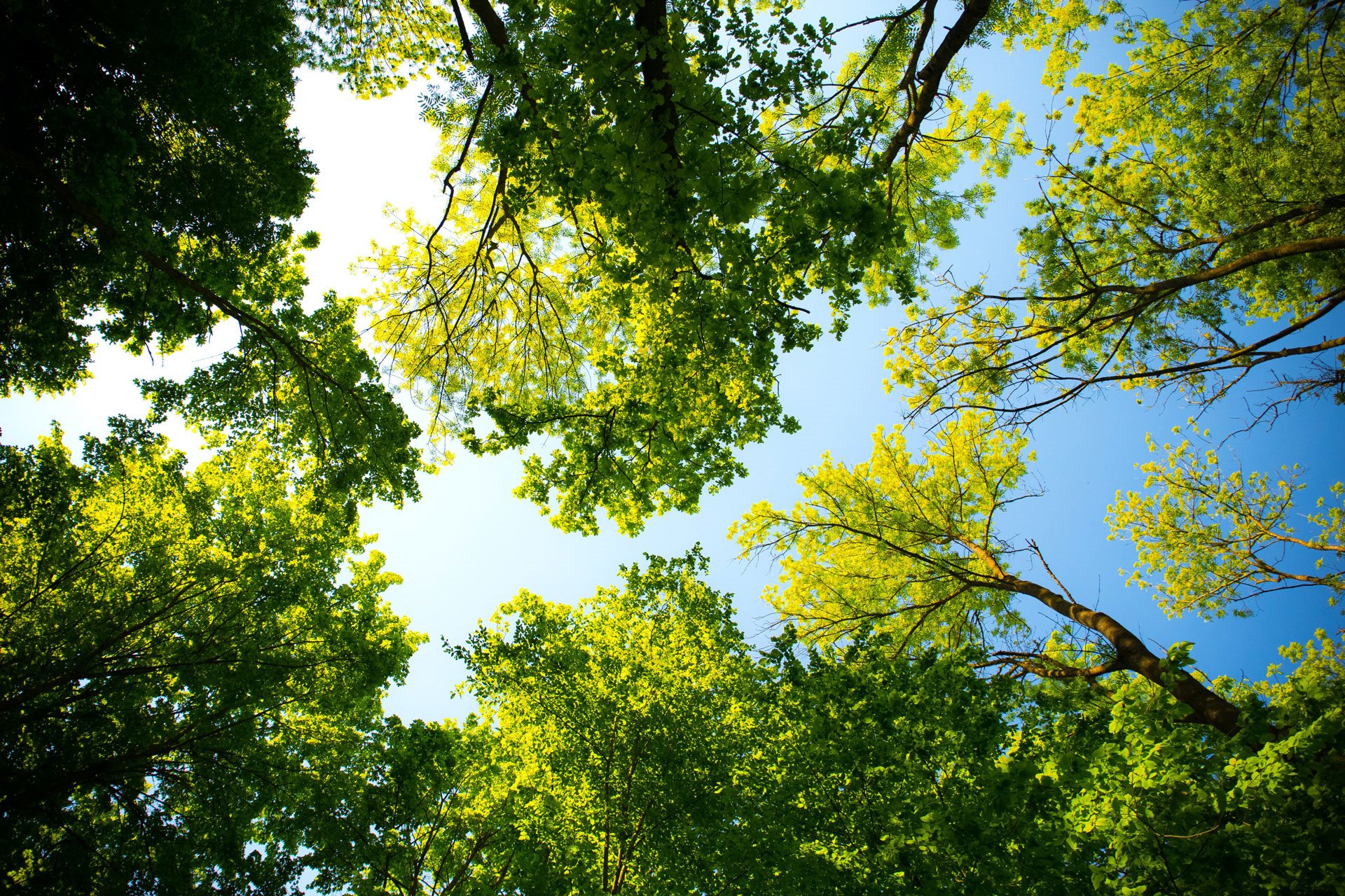 A view of the sky through green trees.at Sitka Heights, Fife, WA 98424