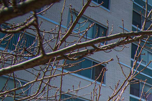 8600 Apartments Building 03