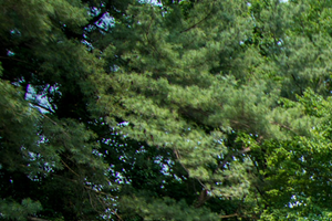 8600 Apartments Picnic Area Far
