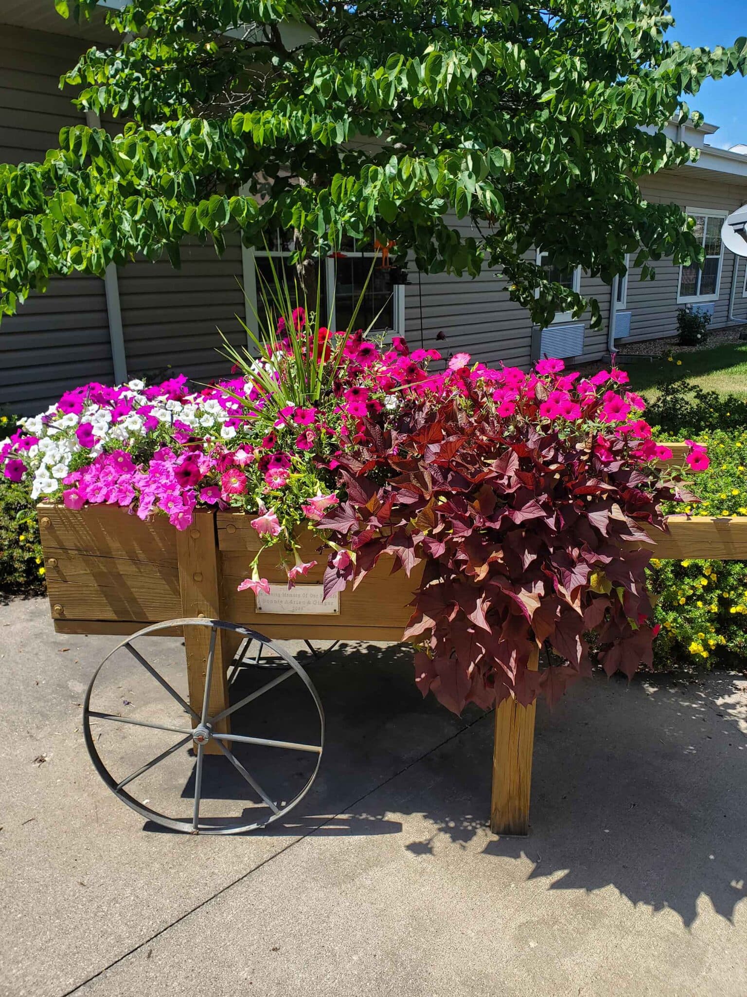 A wheelbarrow full of flowers at Windsor Manor Vinton, Vinton, IA