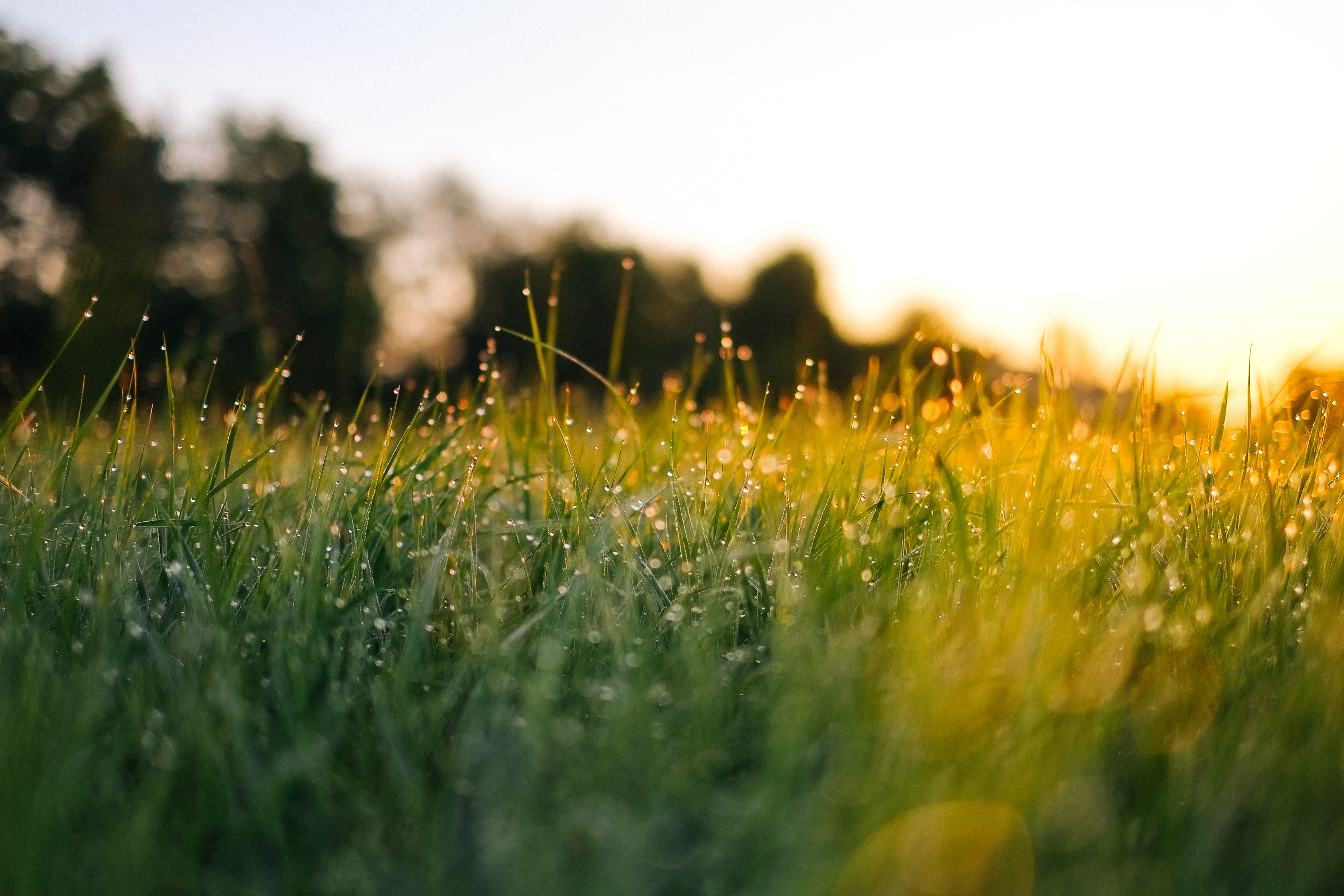 Grass Banner