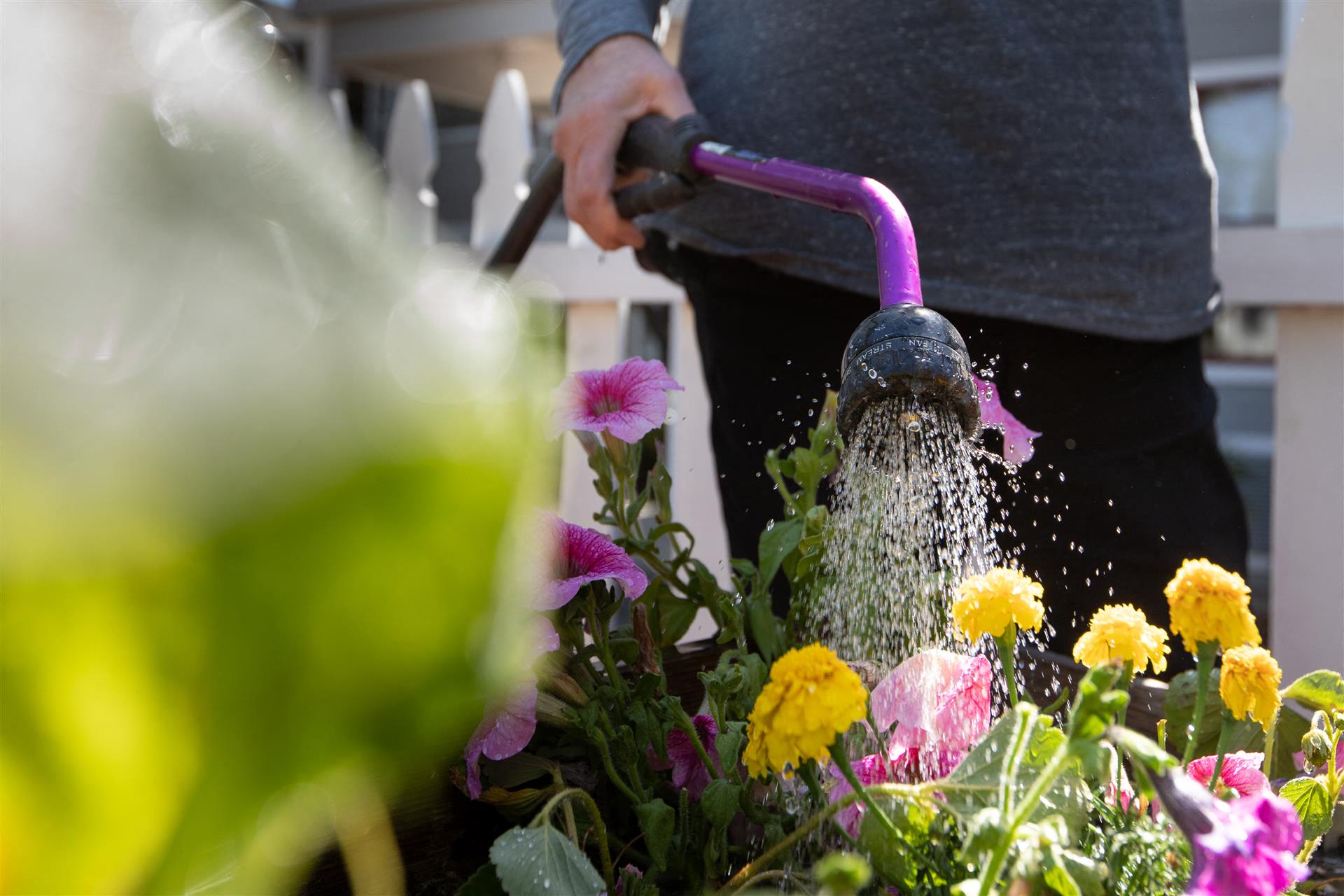 Watering The Flowers at Cogir of Sonoma, Sonoma, CA, 95476