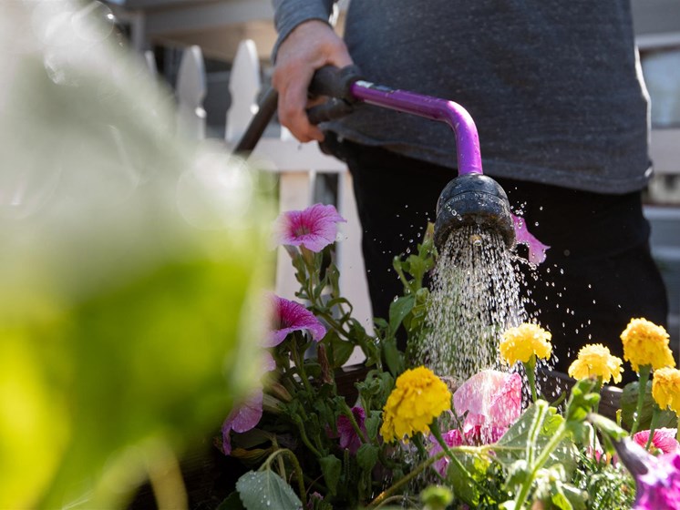 Watering The Flowers at Cogir of Sonoma, Sonoma, CA, 95476