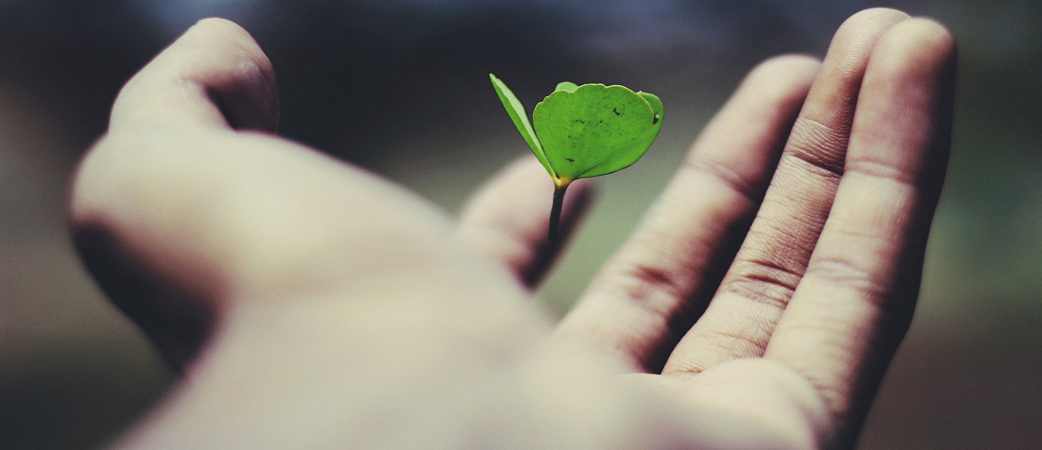 A persons hand holding a leaf
