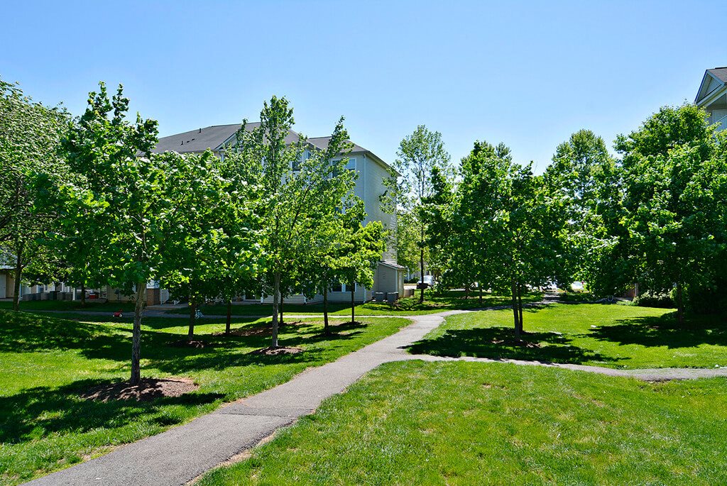 A pathway in a park with trees on either side.