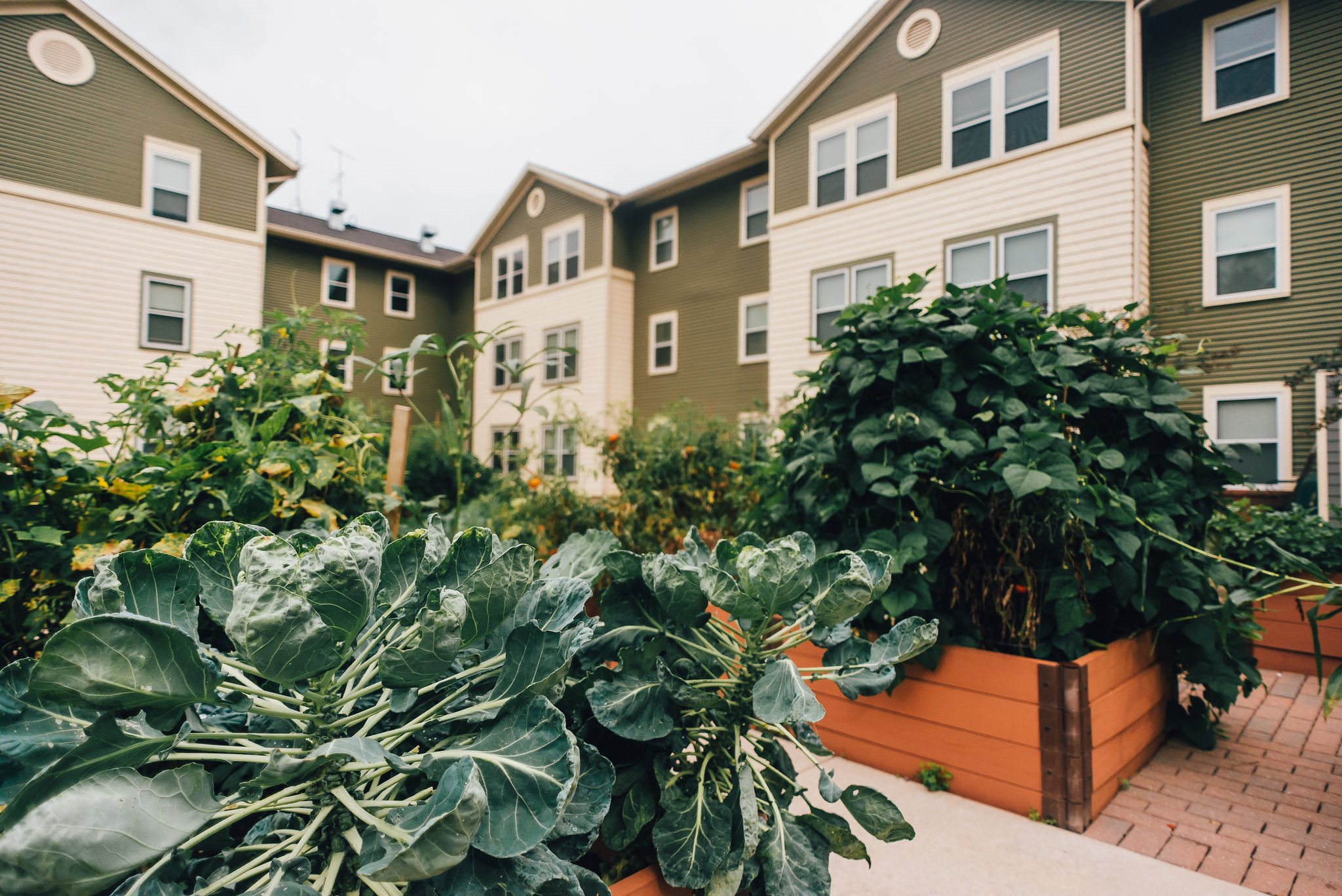community garden of senior housing community