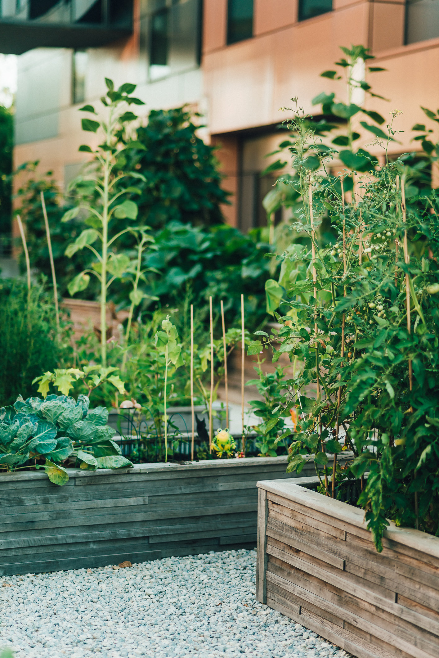 community garden in raised beds