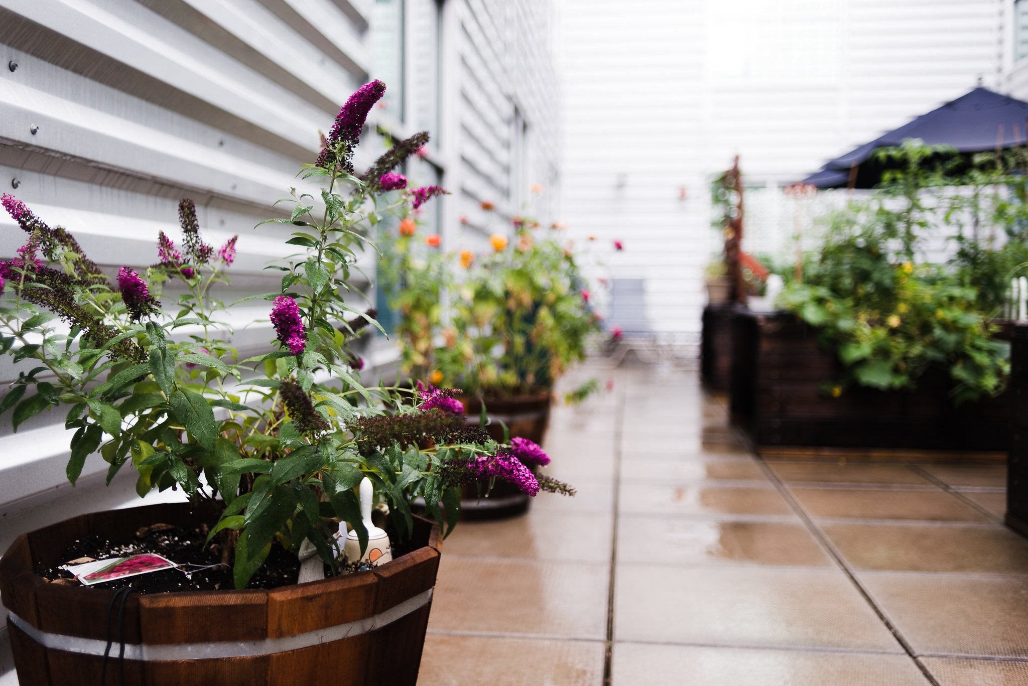 barrel planters in community garden rooftop deck