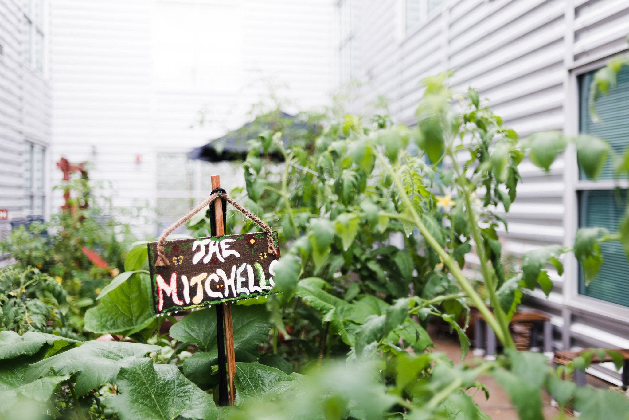 Community garden with plants