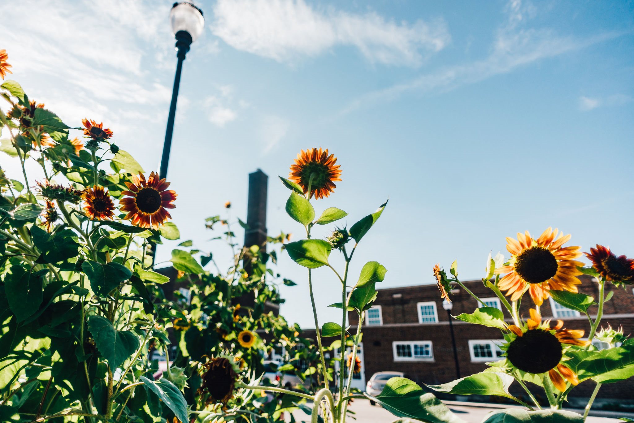 sunflowers and lamppost