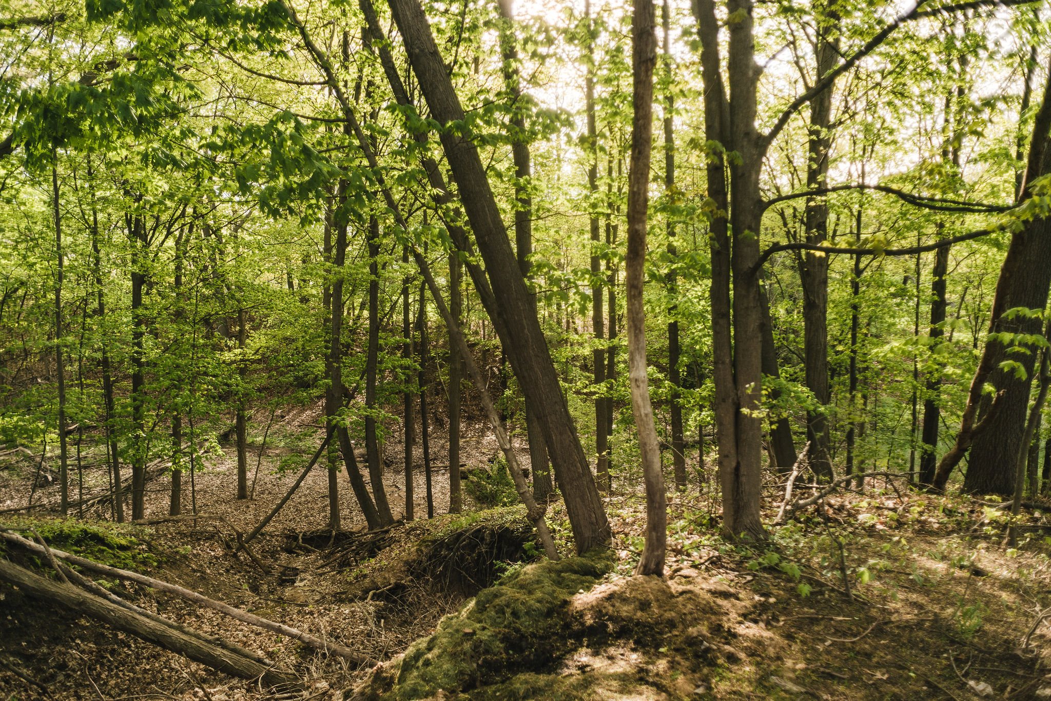 wooded area behind apartment community