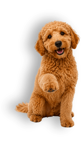 Happy goldendoodle puppy at The Finley Apartments in East Dallas, TX