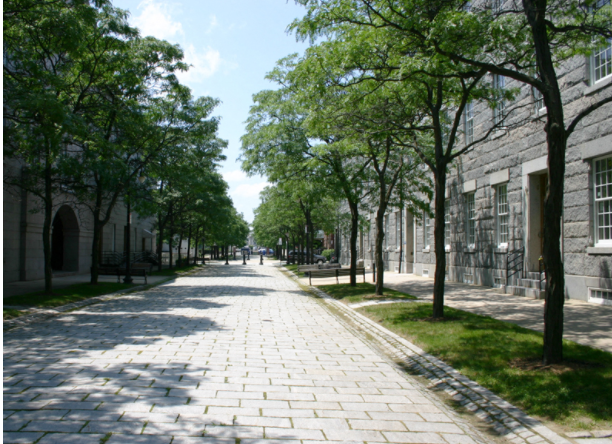 tree lined walkway