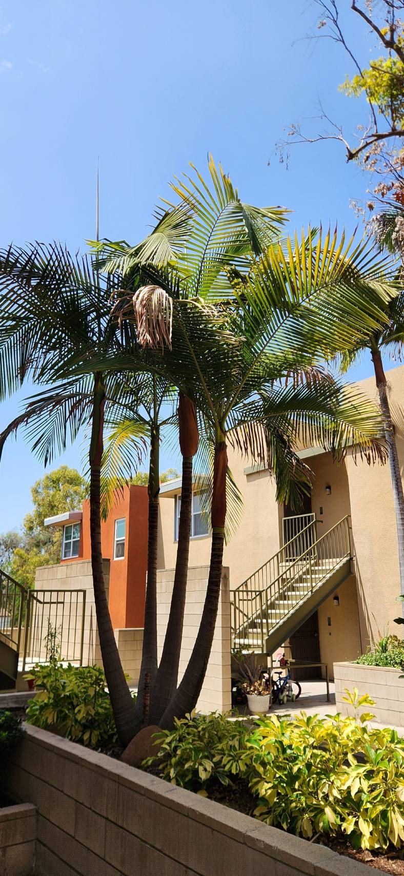 at Mission Terrace, California, 92108