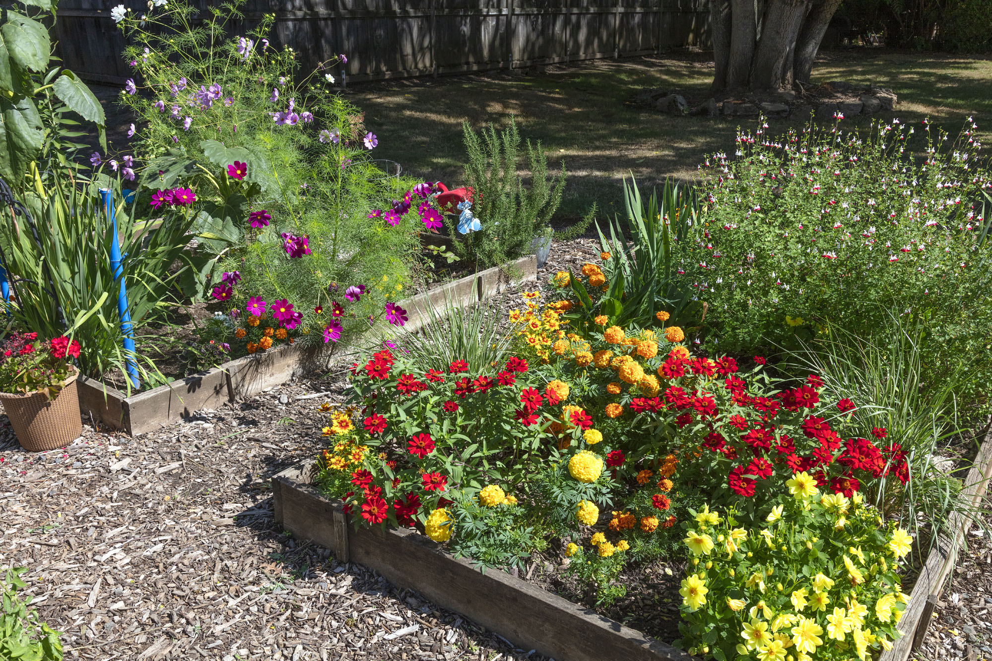 BarbaraMaher_Photo_Garden