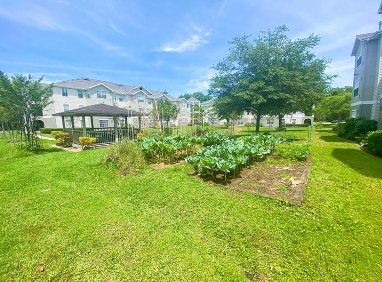 Community Garden in a grassy area surrounded by trees and building exteriors in the background