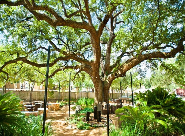 Outdoor Social Area with Grills under Mature Oak Trees