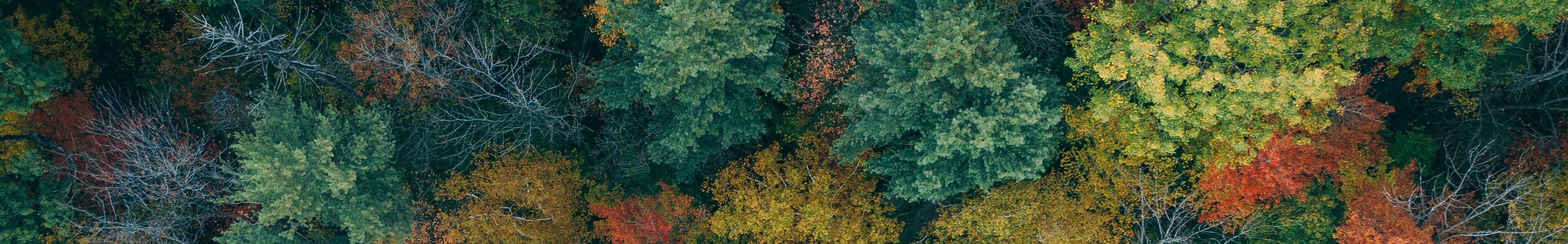 Stock Image Aerial View Over North Carolina Woods with Green Yellow and Orange Leaves