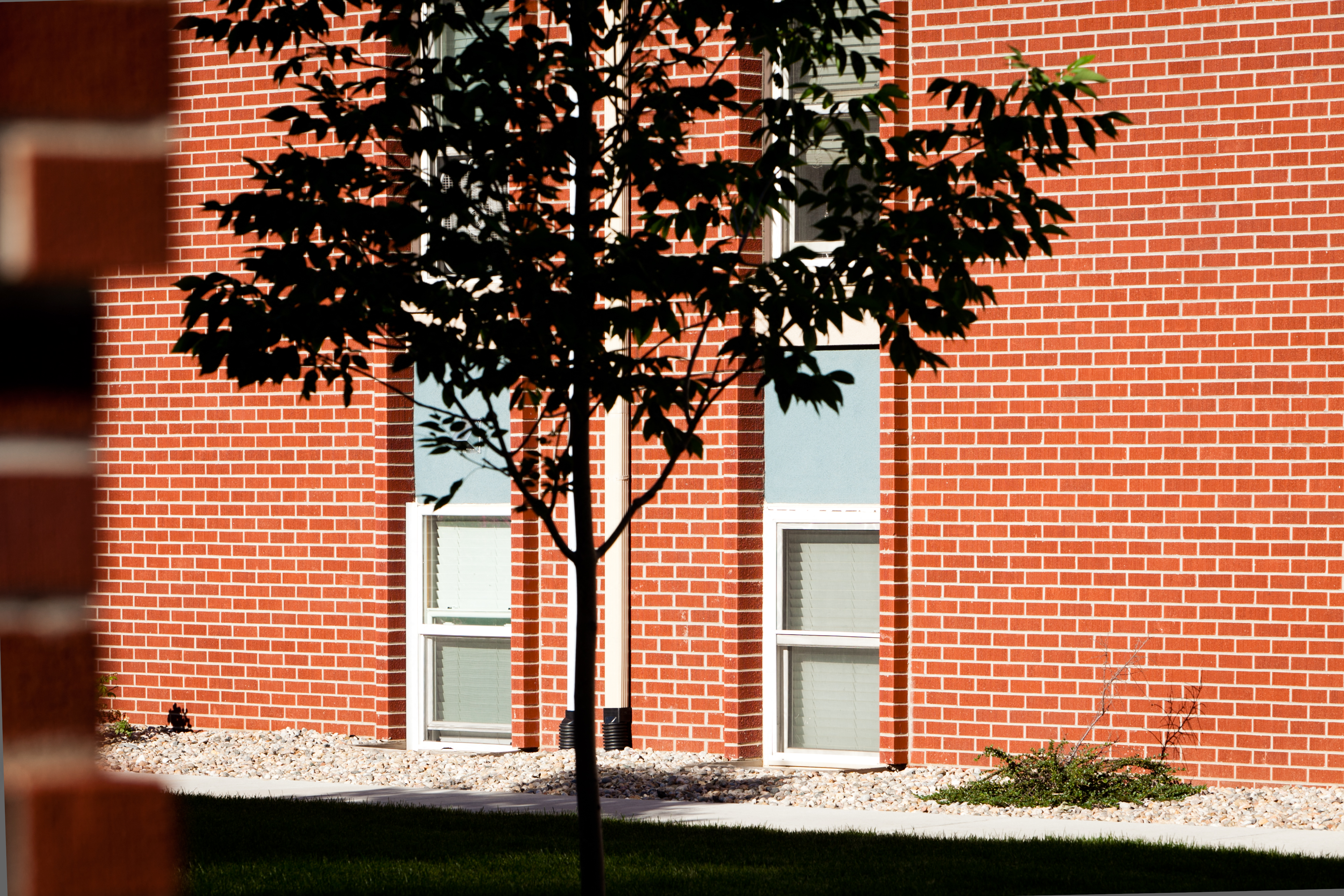 A tree in front of a red brick building.