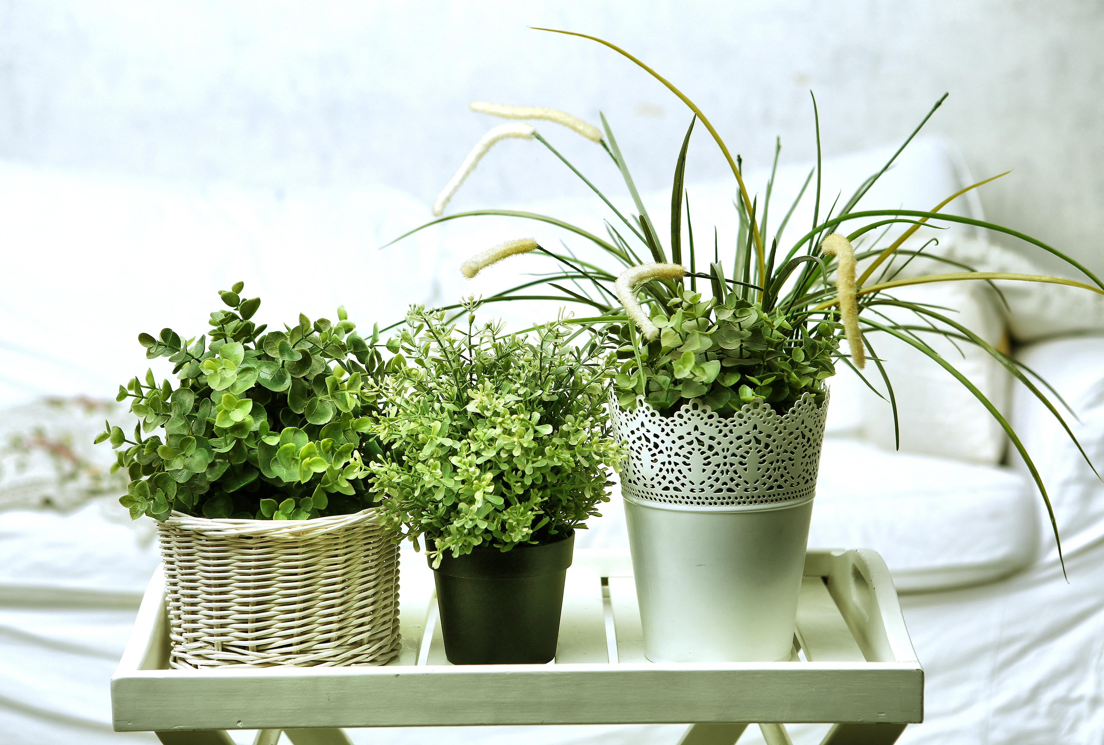 Three plants in a row