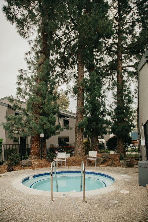 Trees near the Sundance spa.