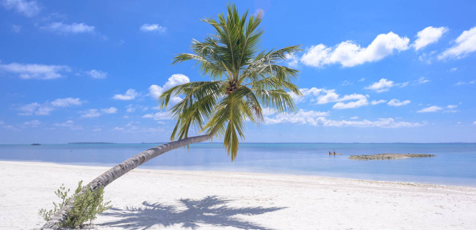a palm tree leaning over a beach with the ocean