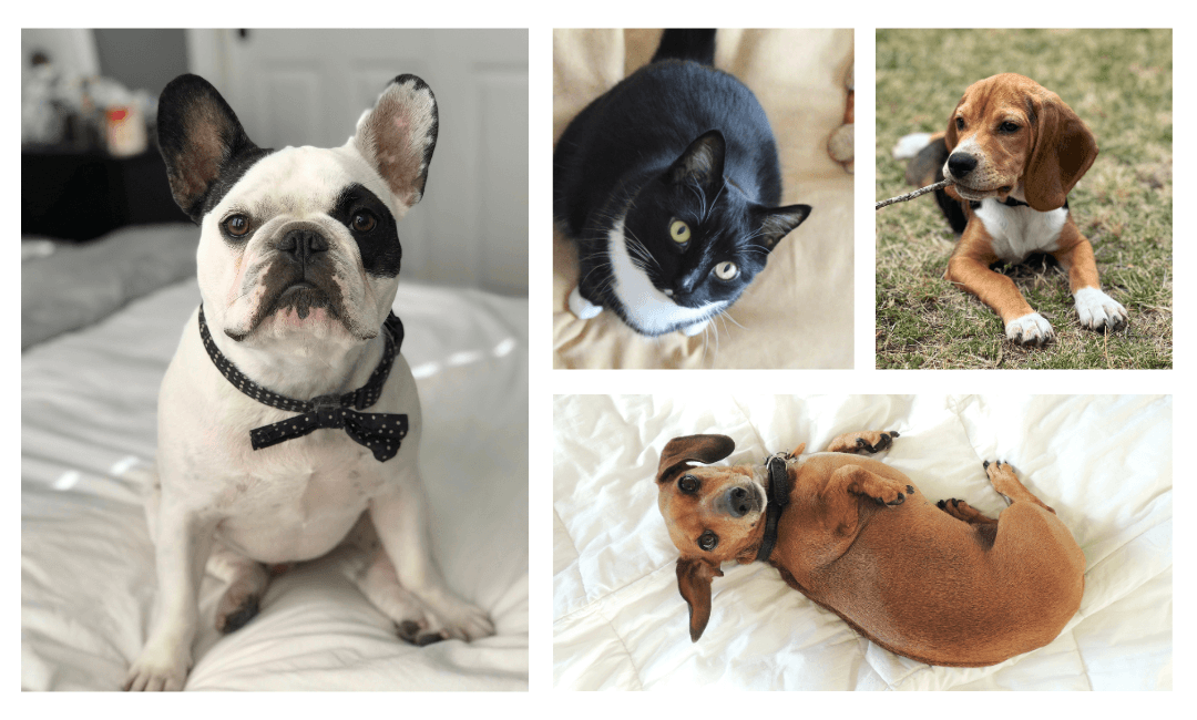 Pet-Friendly Apartments in Hollywood, LA | Fusion Hollywood
