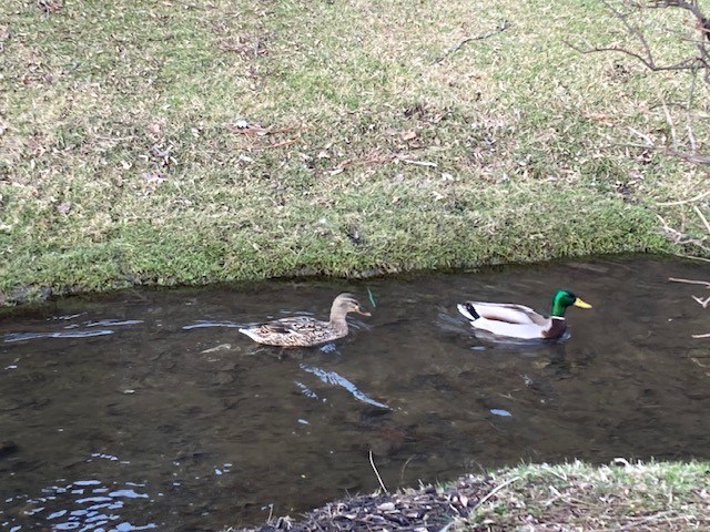 Two ducks are swimming in a pond.