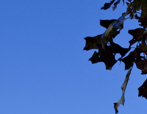 Ocean Shores Apartments