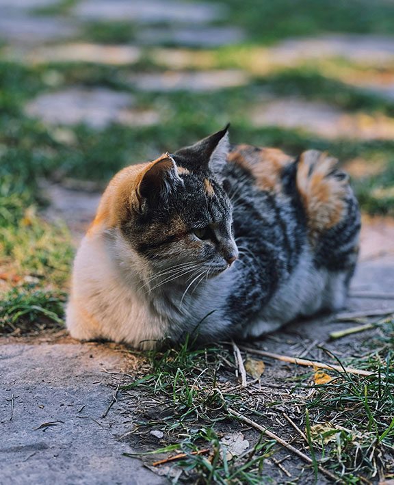 A cat sitting outside