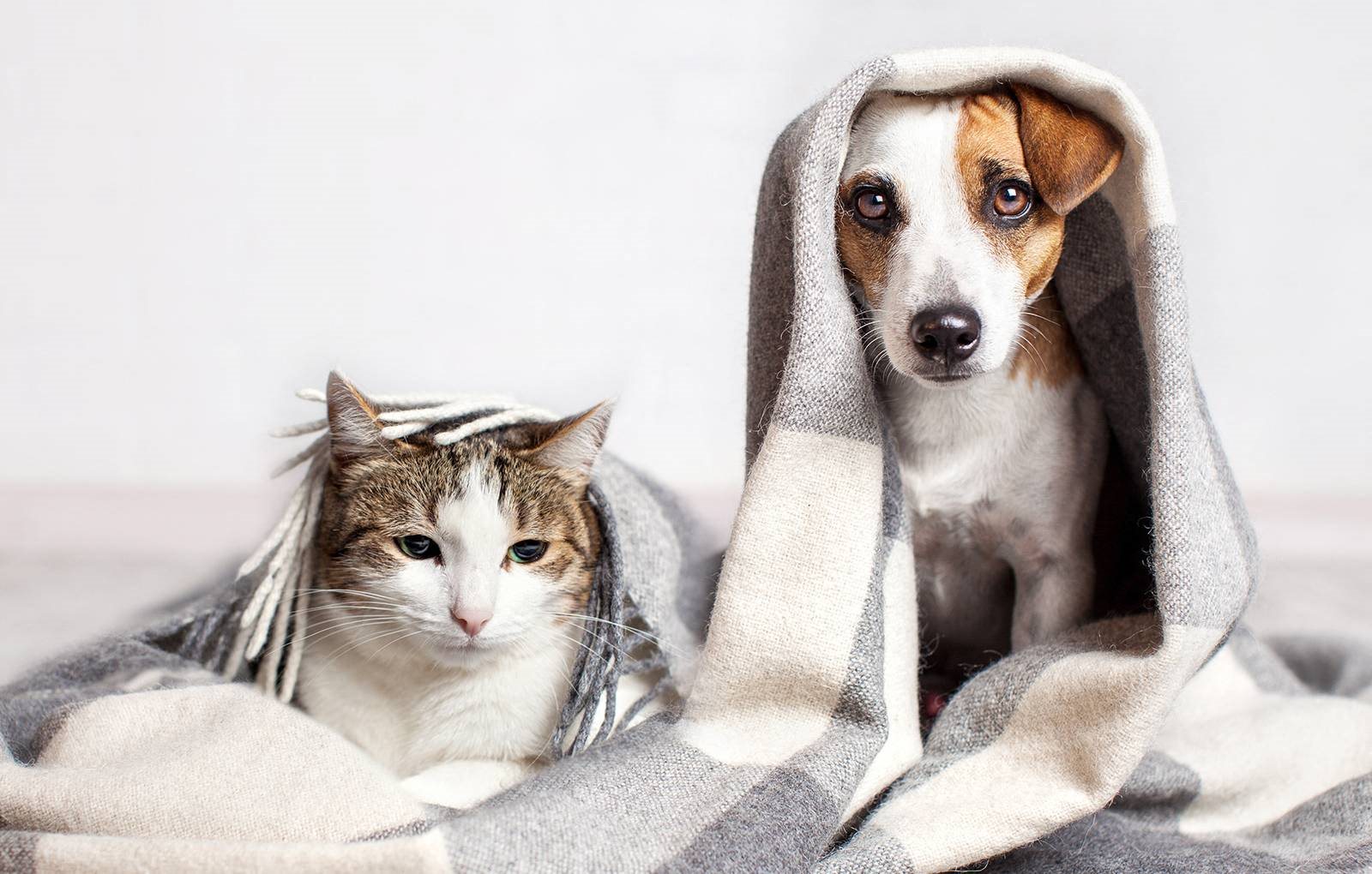 Pet Friendly at The Beacon at Waugh Chapel, Gambrills, MD, 21054
