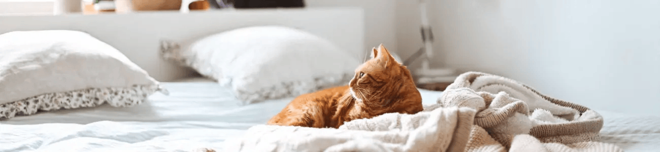 A ginger cat is sitting on a bed covered with a white blanket.