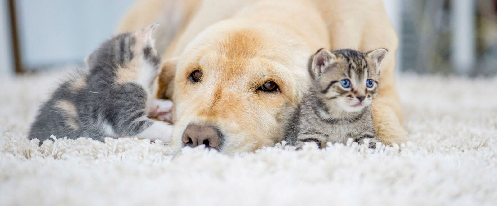 Apartments in Mooresville, NC Abberly Green Apartments