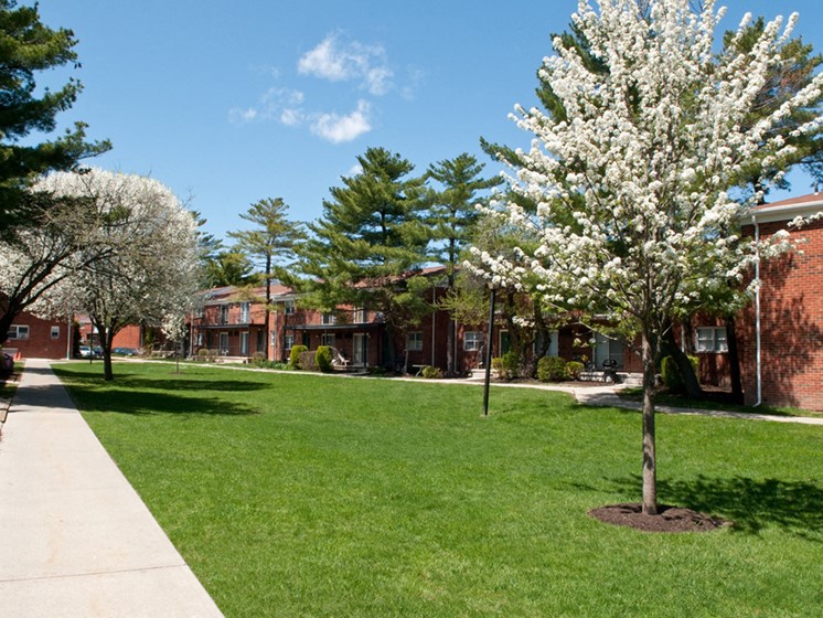 Lawn area with cherry blossoms at Troy Hills Village, New Jersey