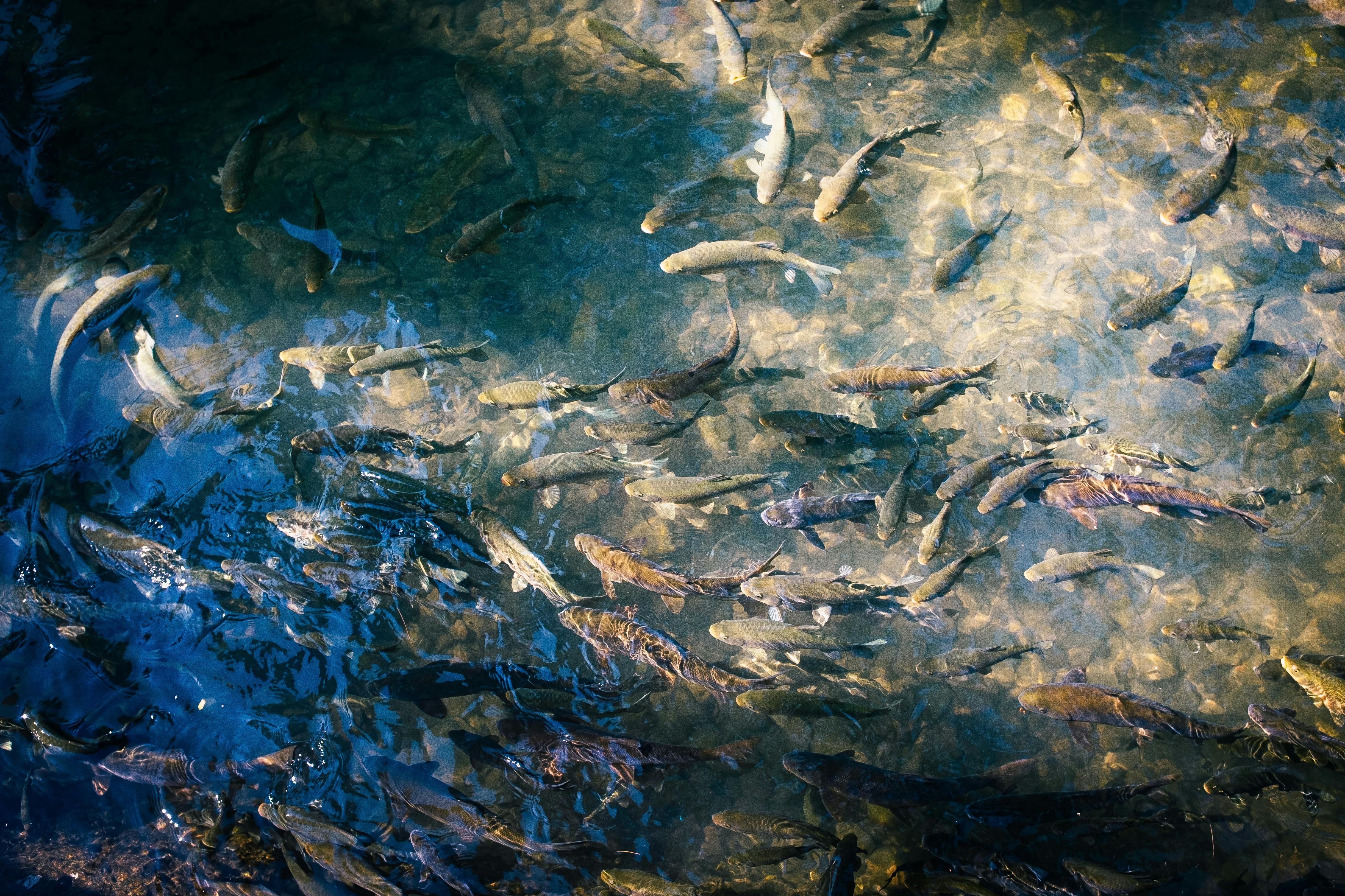 A large school of fish swimming through clear shallow water over a rocky riverbed on a bright sunny day.