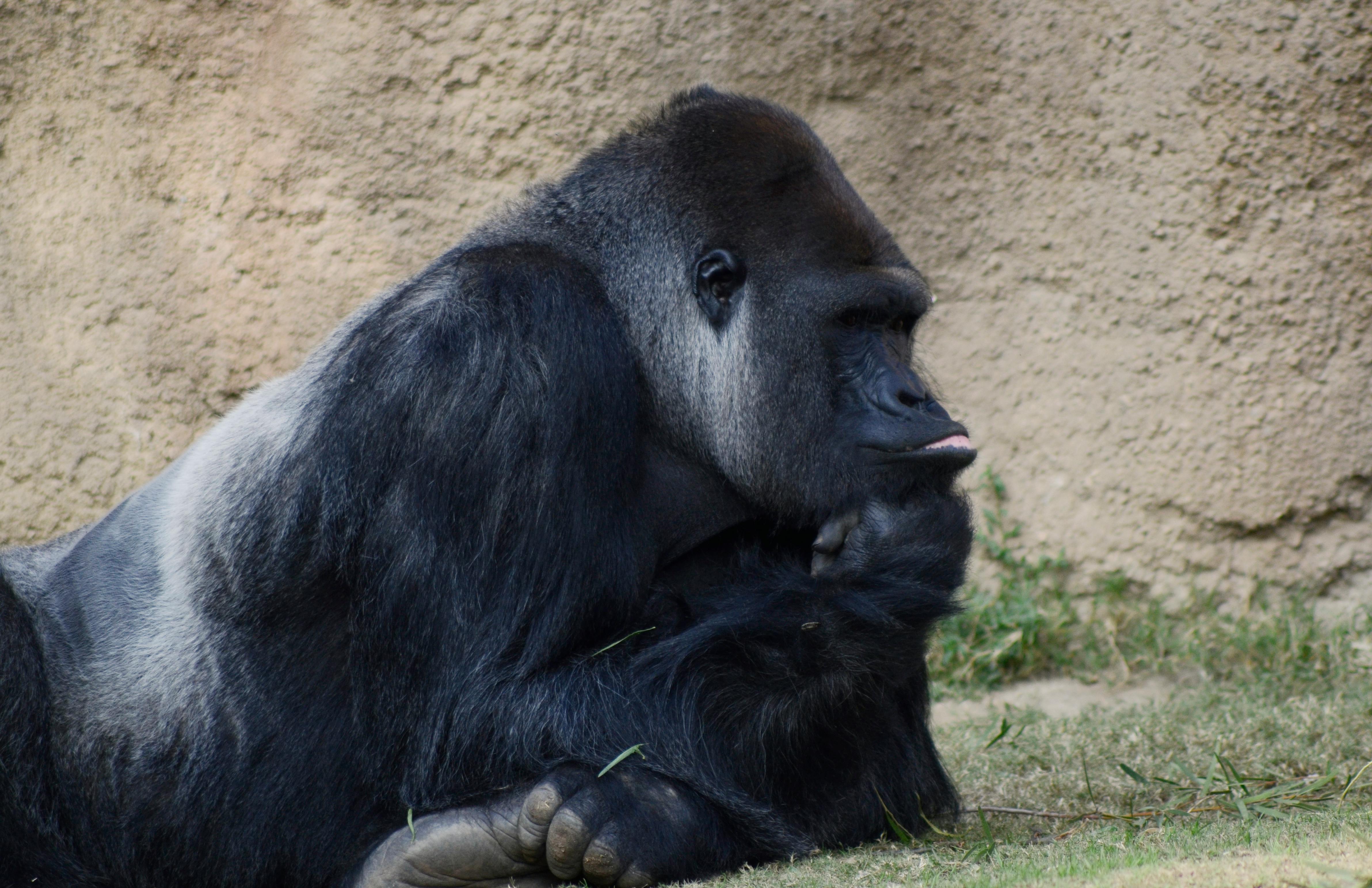 A powerful gorilla resting on the grass while looking off into the distance on a bright and clear day.