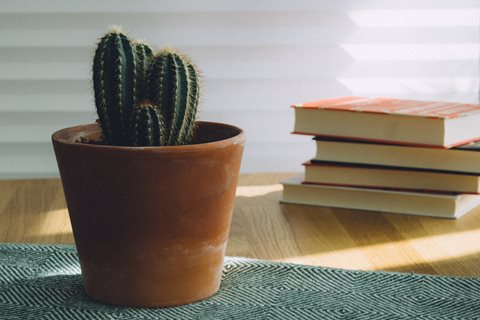 terracotta vase with cactus in front of a stack of books