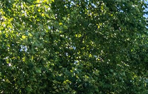 Web get reviews, hours, directions, coupons and more for hidden lake apartments at 4050 morgan rd, union city, ga 30291. Hidden Lake Apartments Apartments in Stow, OH