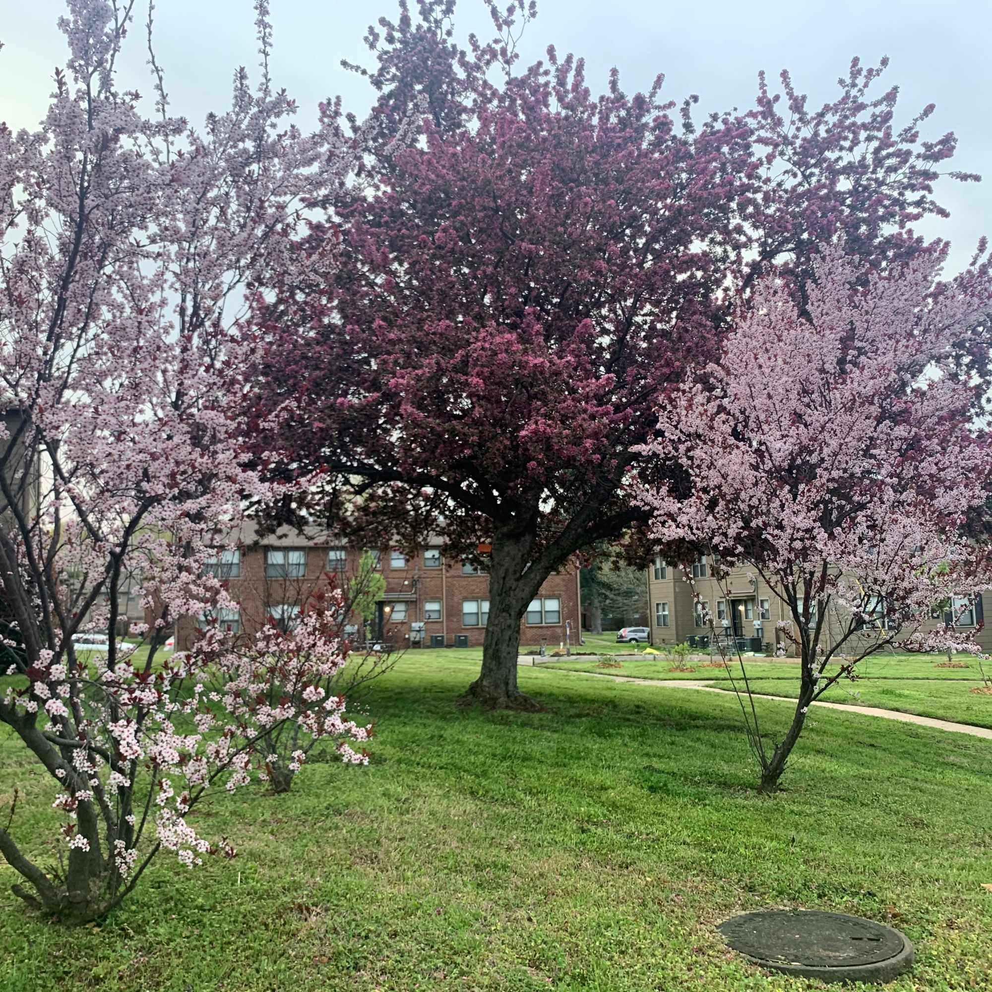 Harvard Terrace Apartments in Tulsa, OK